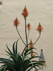 Orange aloe blooms reach upwards from the spiny plant.