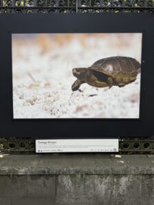 Part of an outdoor photography exhibition in CDMX highlighting Mexico's important ecology.