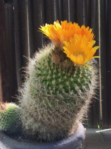 Blooming cactus in a gray pot. Multiple yellow blooms atop a spiny cactus.
