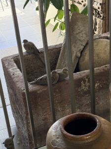 The two fledgling doves and mom on the edge of an empty fountain.