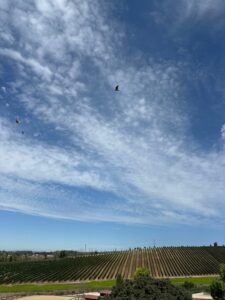 Wide open sky. Vineyards below.